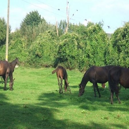 Cloncarlin House Bed and Breakfast Monasterevin Eksteriør billede