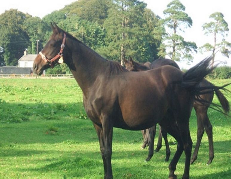 Cloncarlin House Bed and Breakfast Monasterevin Eksteriør billede