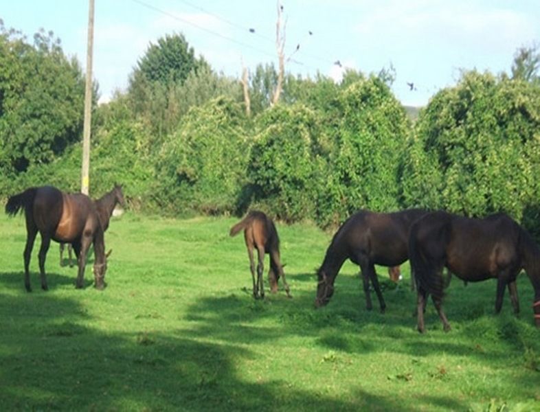 Cloncarlin House Bed and Breakfast Monasterevin Eksteriør billede